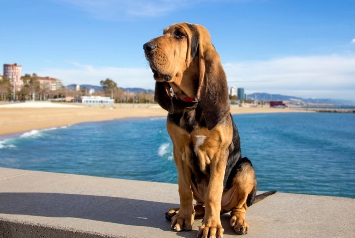 bloodhound