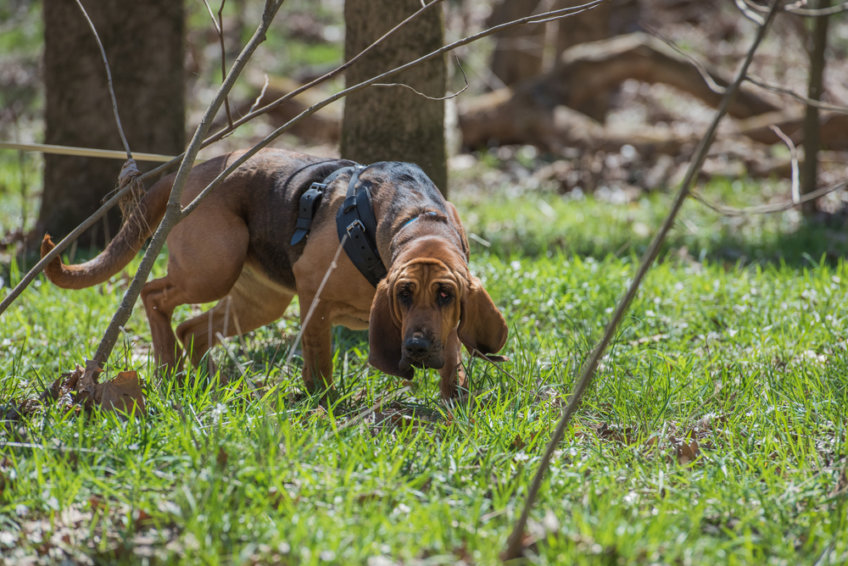 bloodhound