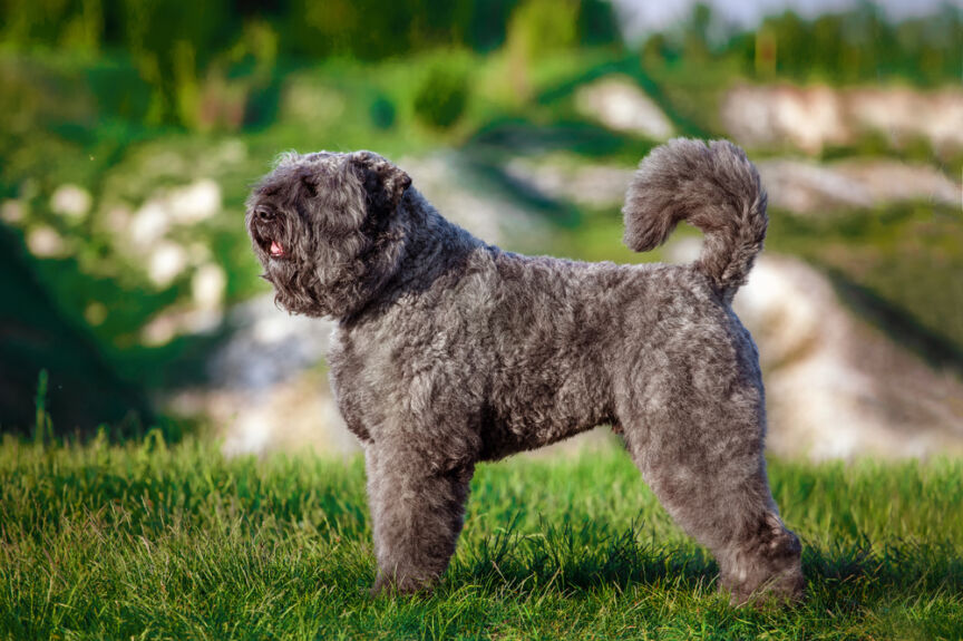 bouvier des Flandres