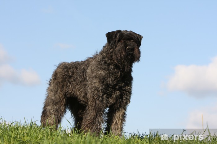 bouvier des Flandres