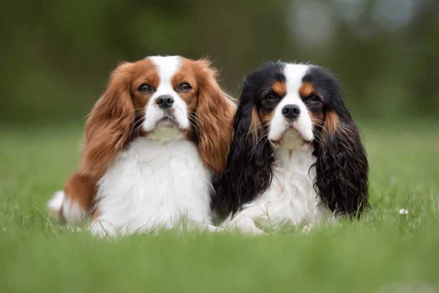 cavalier king charles spaniel