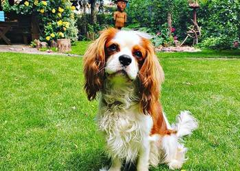 cavalier king charles spaniel