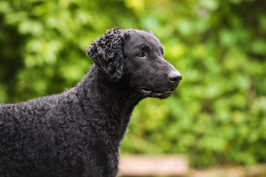 curly coated retriever