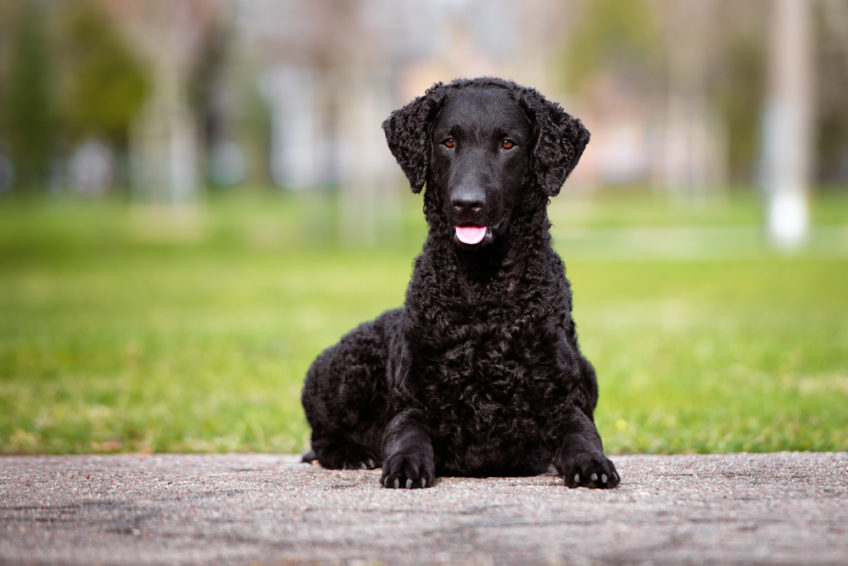 curly coated retriever