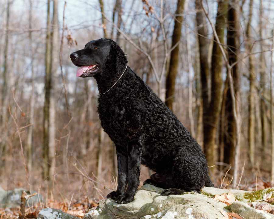 curly coated retriever