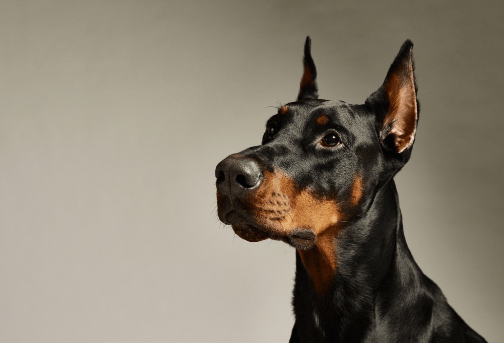 doberman