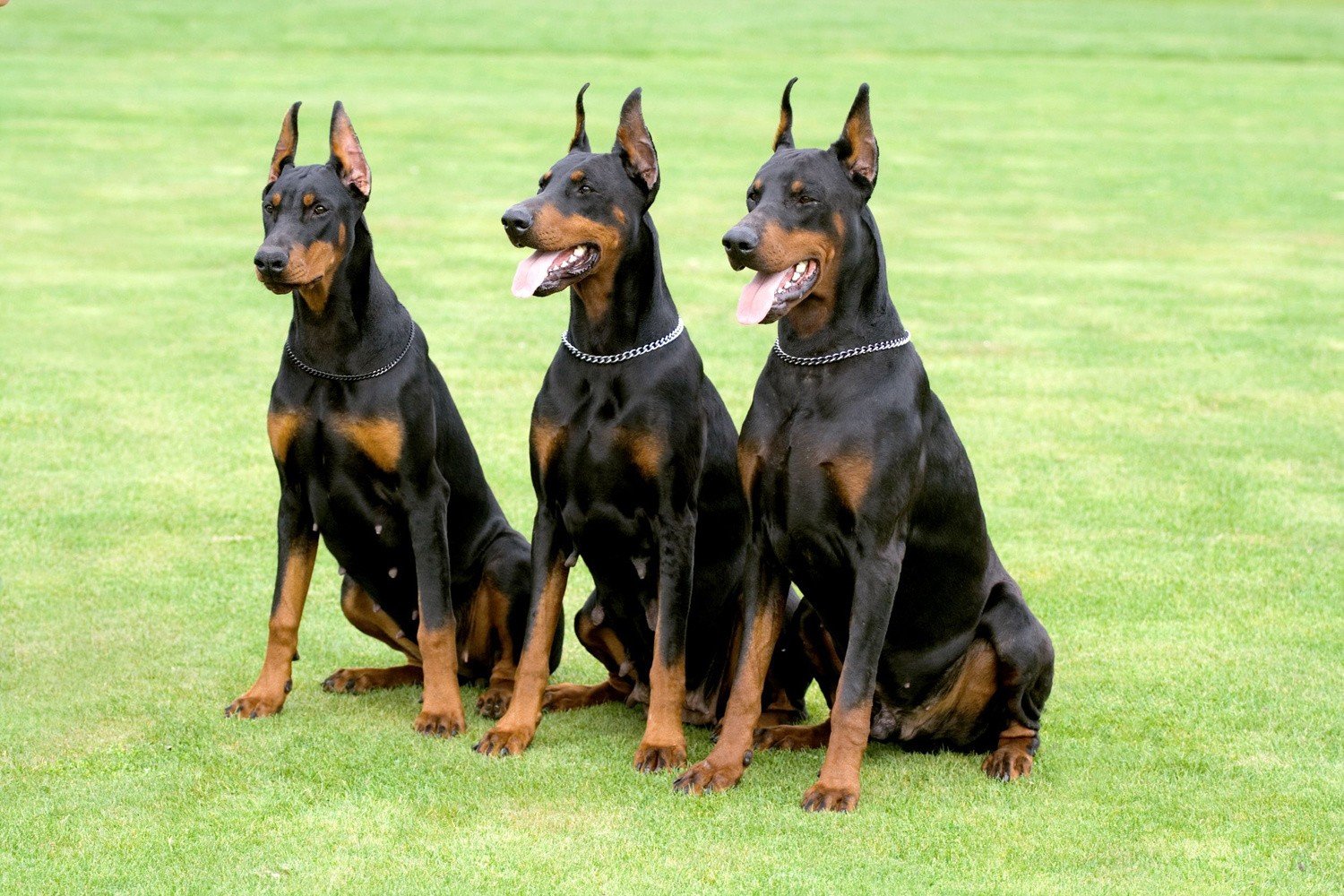 doberman