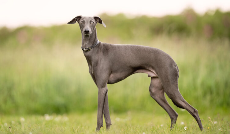 greyhound