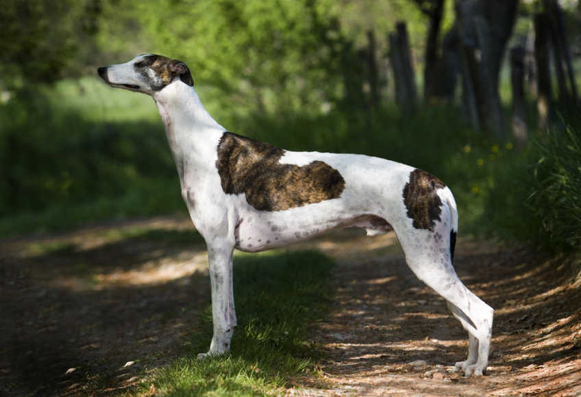 greyhound