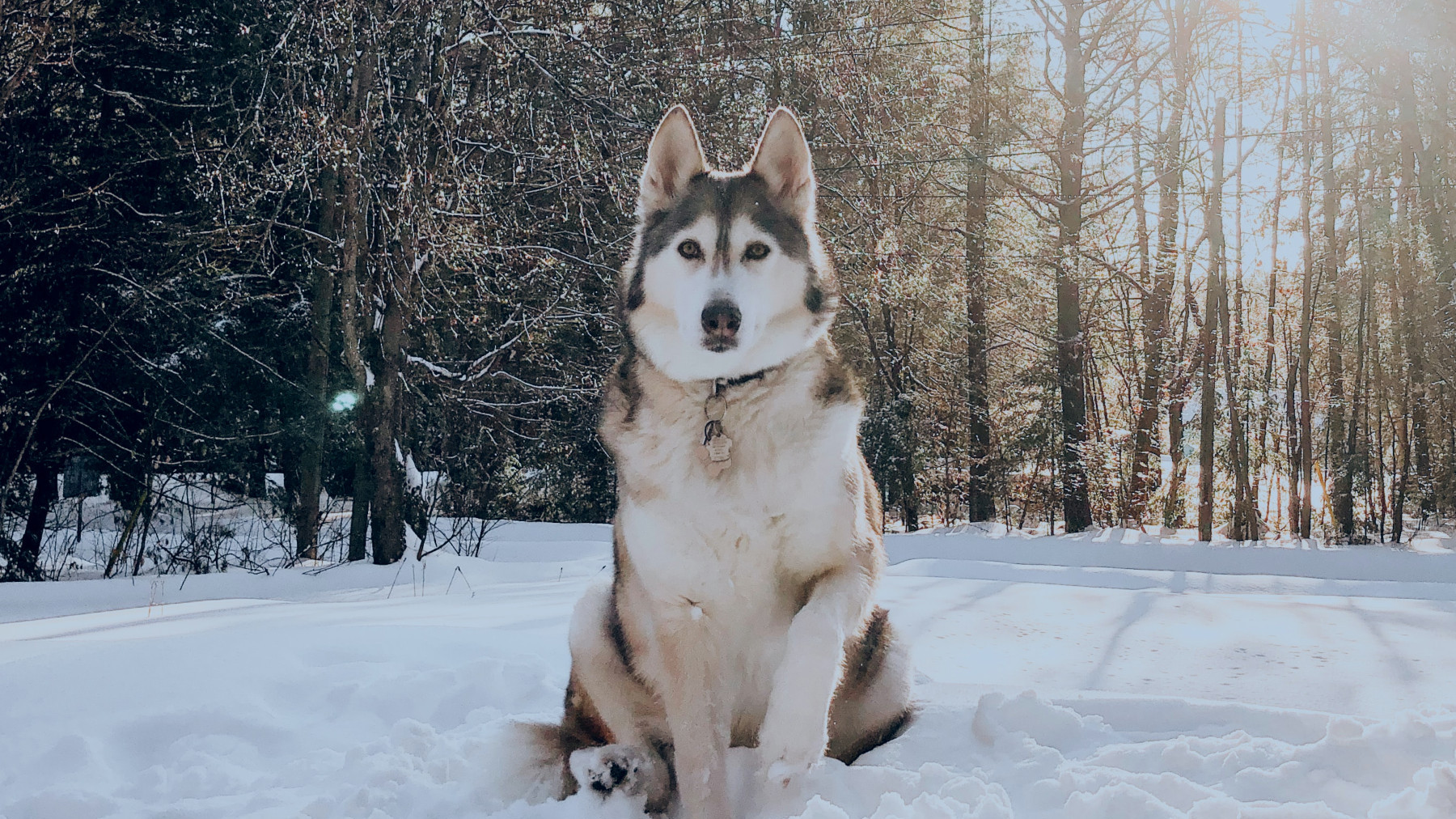 husky syberyjski