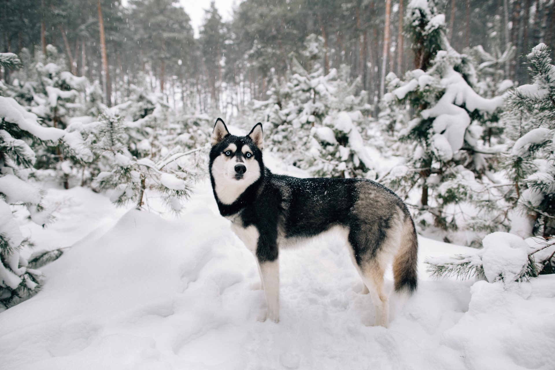 husky syberyjski