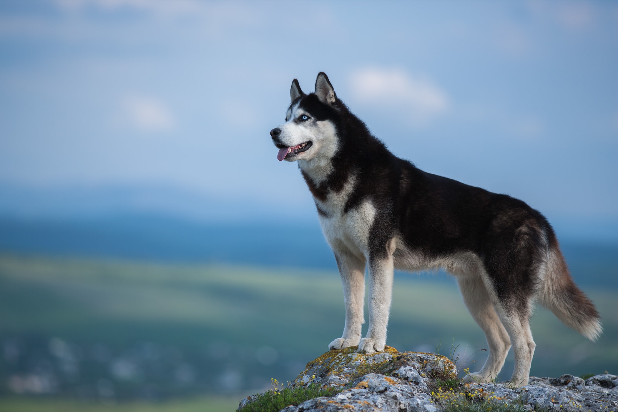 husky syberyjski