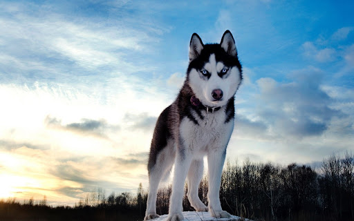 husky syberyjski