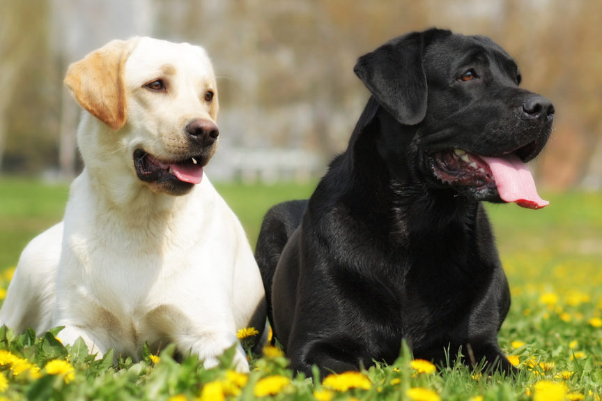 labrador retriever