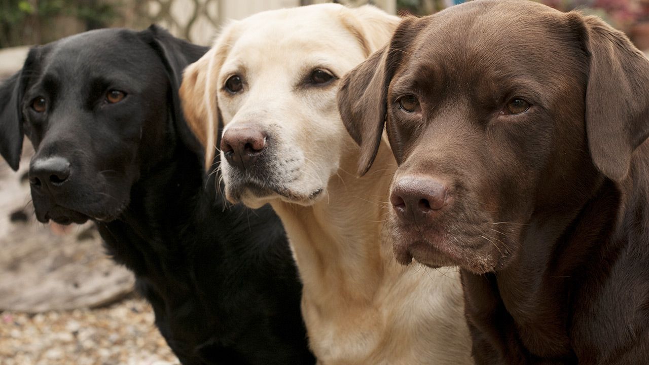 labrador retriever