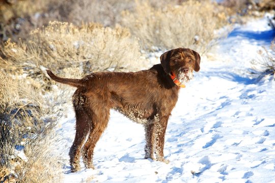 pudelpointer