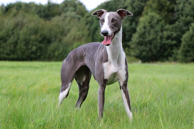 whippet